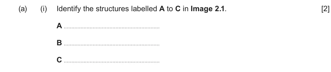 Summer 2025 AS Unit 1, question 2(a)(i): Identify the structures labelled A to C in Image 2.1. [2] A . . . . . . . . . . . . . . . . . . . . . . . . . . . . . . . . . . . . . . . . . . . . . . . . . . 