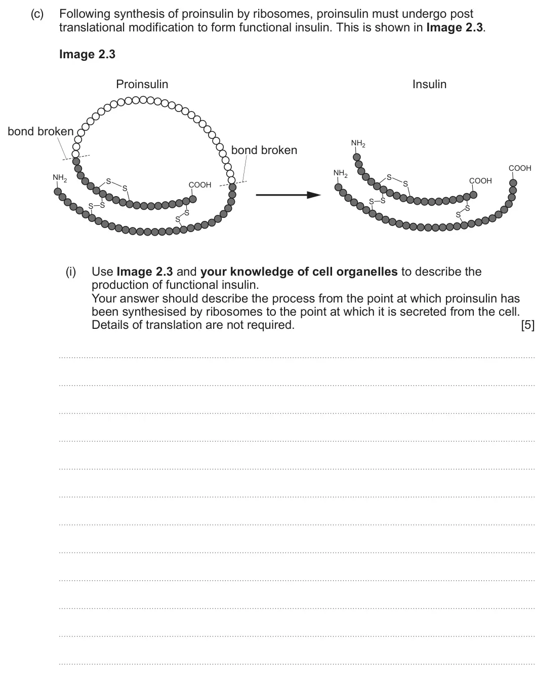 Summer 2025 AS Unit 1, question 2(c)(i): Use Image 2.3 and your knowledge of cell organelles to describe the production of functional insulin. Your answer should describe the process from the point at 