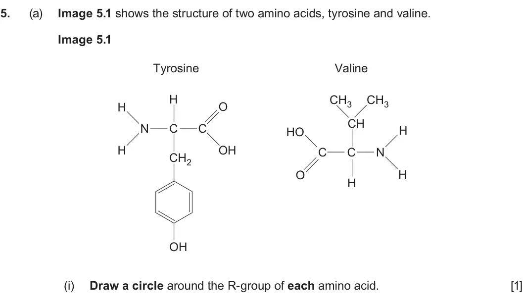 Summer 2025 AS Unit 1, question 5(a)(i): Draw a circle around the R-group of each amino acid. [1]