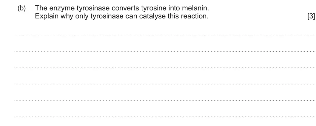Summer 2025 AS Unit 1, question 5(b): The enzyme tyrosinase converts tyrosine into melanin. Explain why only tyrosinase can catalyse this reaction. [3]
