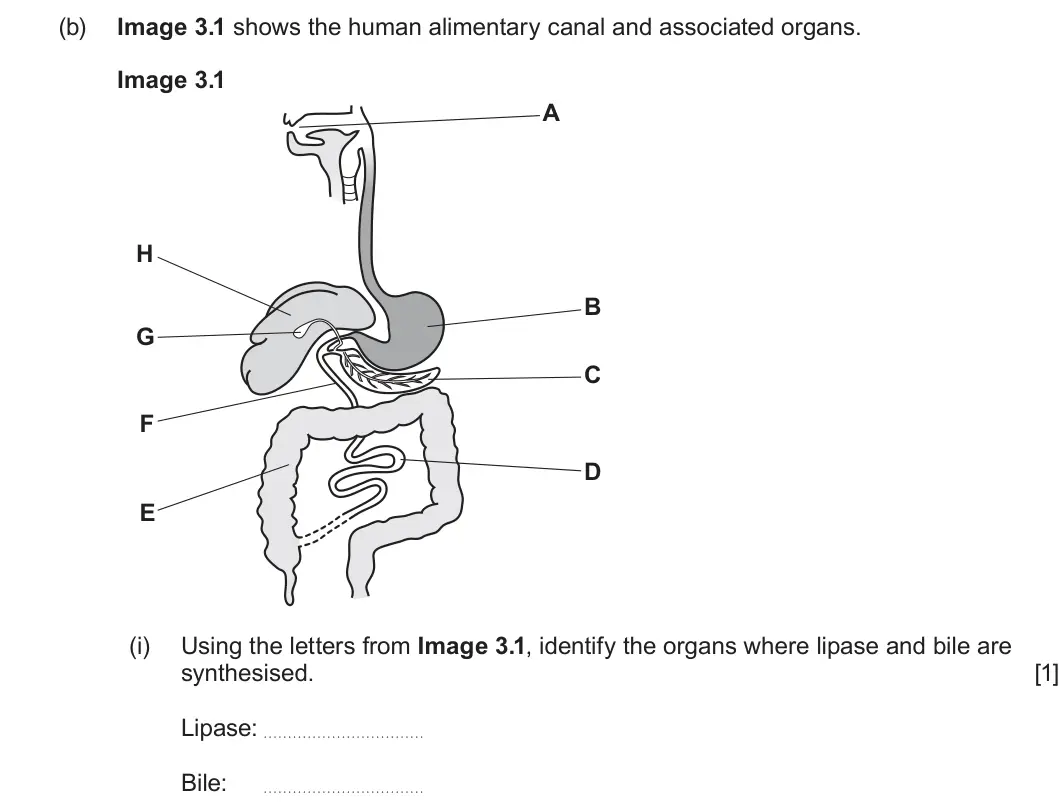 Summer 2022 AS Unit 2, question 3(b)(i): Using the letters from Image 3.1, identify the organs where lipase and bile are synthesised. [1] Lipase: Bile: