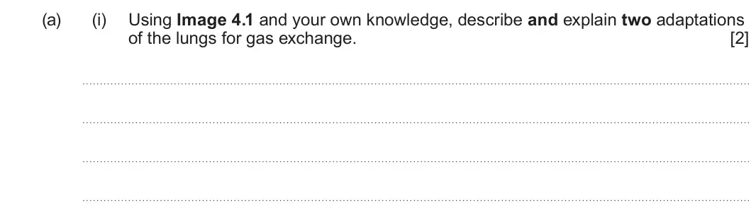 Summer 2023 AS Unit 2, question 4(a)(i): Using Image 4.1 and your own knowledge, describe and explain two adaptations of the lungs for gas exchange. [2]