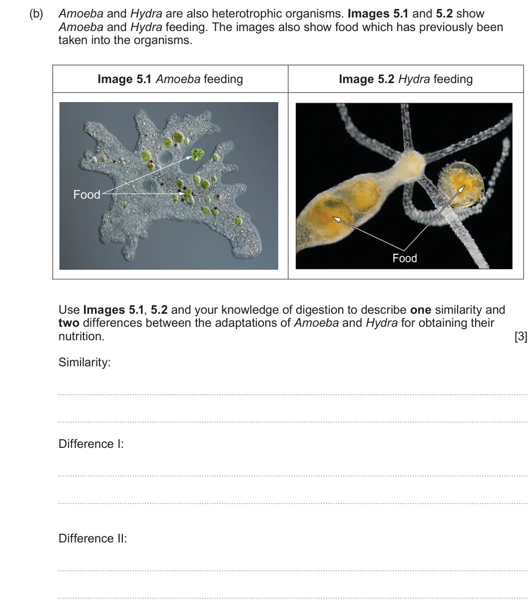 Summer 2023 AS Unit 2, question 5(b): Amoeba and Hydra are also heterotrophic organisms. Images 5.1 and 5.2 show Amoeba and Hydra feeding. The images also show food which has previously been taken i