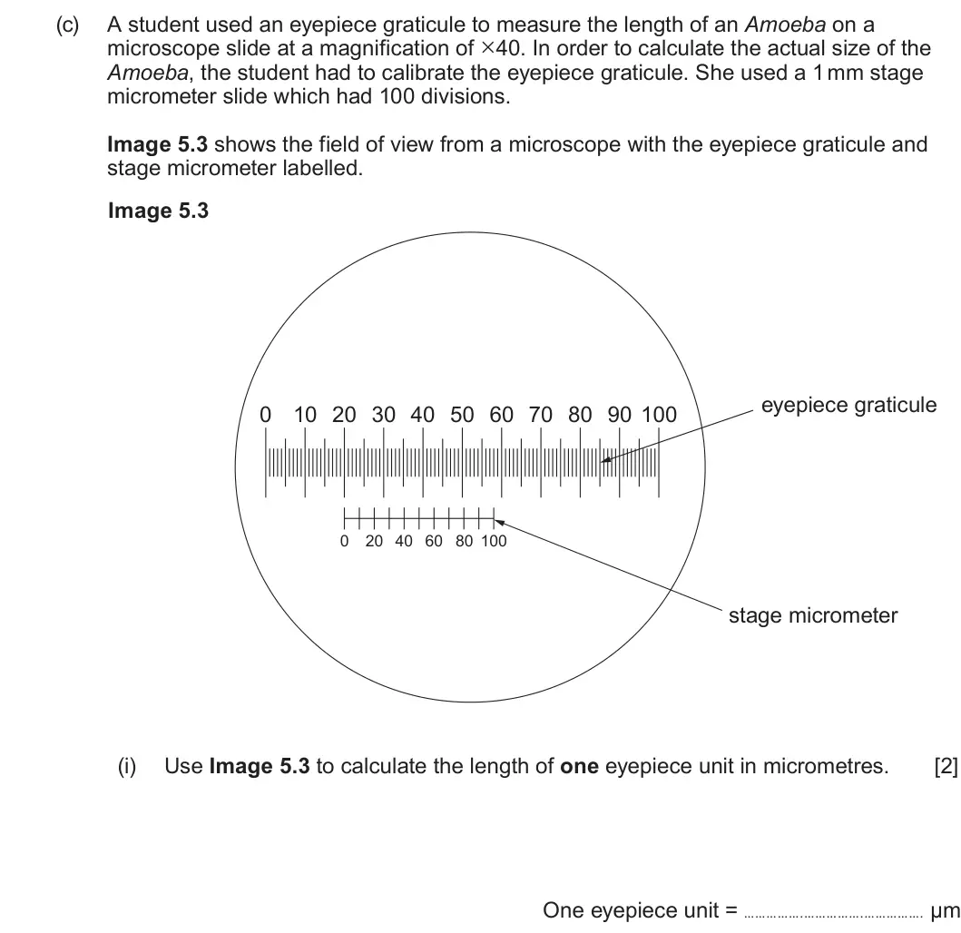 Summer 2023 AS Unit 2, question 5(c)(i): Use Image 5.3 to calculate the length of one eyepiece unit in micrometres. [2] One eyepiece unit = . . . µm