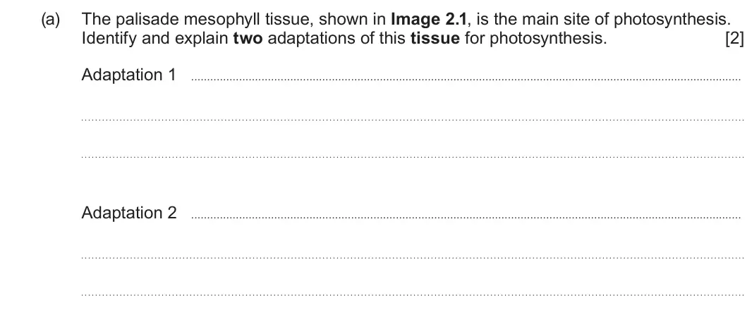Summer 2024 AS Unit 2, question 2(a): The palisade mesophyll tissue, shown in Image 2.1, is the main site of photosynthesis. Identify and explain two adaptations of this tissue for photosynthesis. [