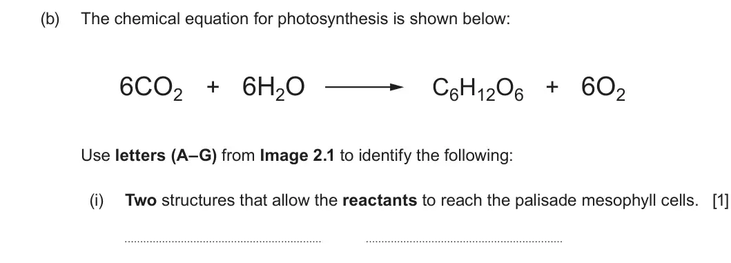 Summer 2024 AS Unit 2, question 2(b)(i): Two structures that allow the reactants to reach the palisade mesophyll cells. [1]