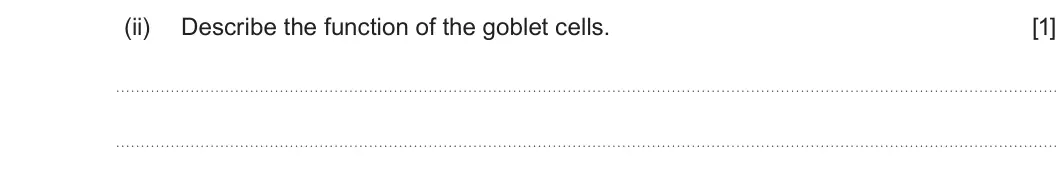 Summer 2024 AS Unit 2, question 3(a)(ii): Describe the function of the goblet cells. [1]