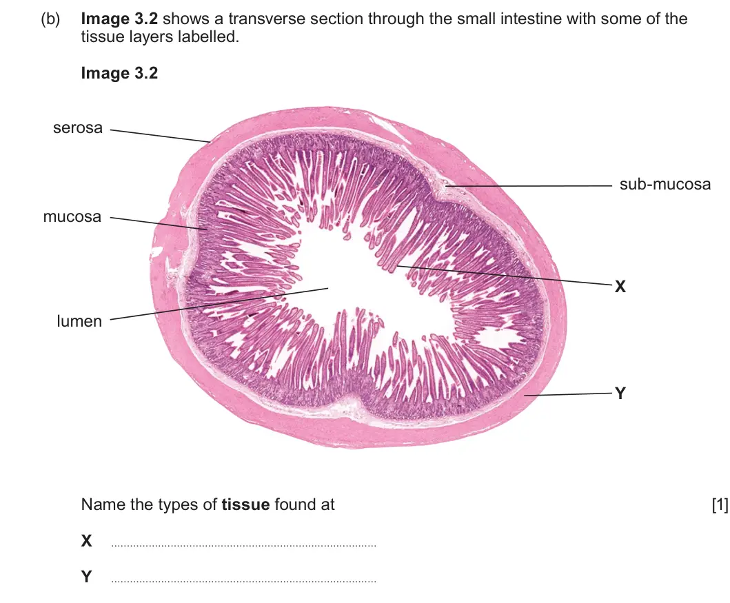 Summer 2024 AS Unit 2, question 3(b): Image 3.2 shows a transverse section through the small intestine with some of the tissue layers labelled. Image 3.2 serosa sub-mucosa mucosa X lumen Y Name the 
