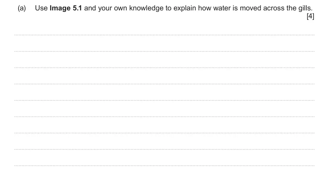 Summer 2024 AS Unit 2, question 5(a): Use Image 5.1 and your own knowledge to explain how water is moved across the gills. [4]