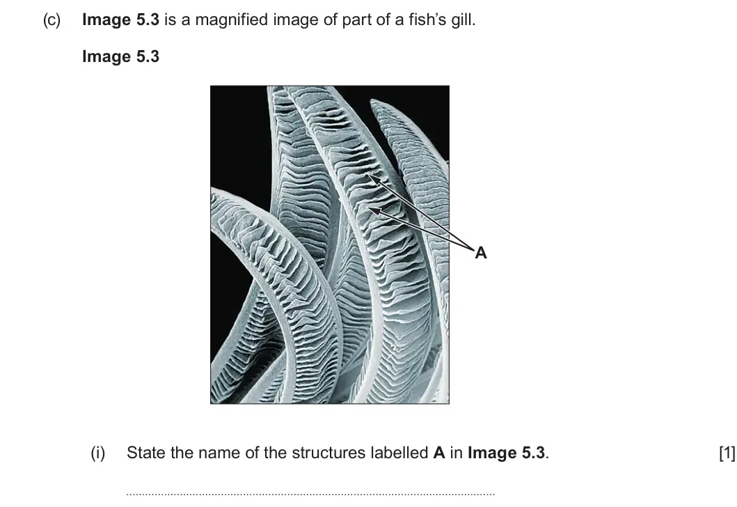 Summer 2024 AS Unit 2, question 5(c)(i): State the name of the structures labelled A in Image 5.3. [1]