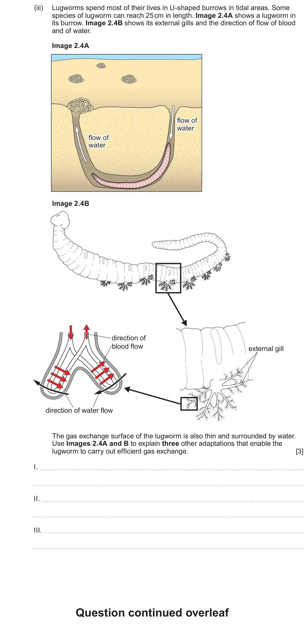 Summer 2025 AS Unit 2, question 2(b)(iii): Lugworms spend most of their lives in U-shaped burrows in tidal areas. Some species of lugworm can reach 25 cm in length. Image 2.4A shows a lugworm in its burr