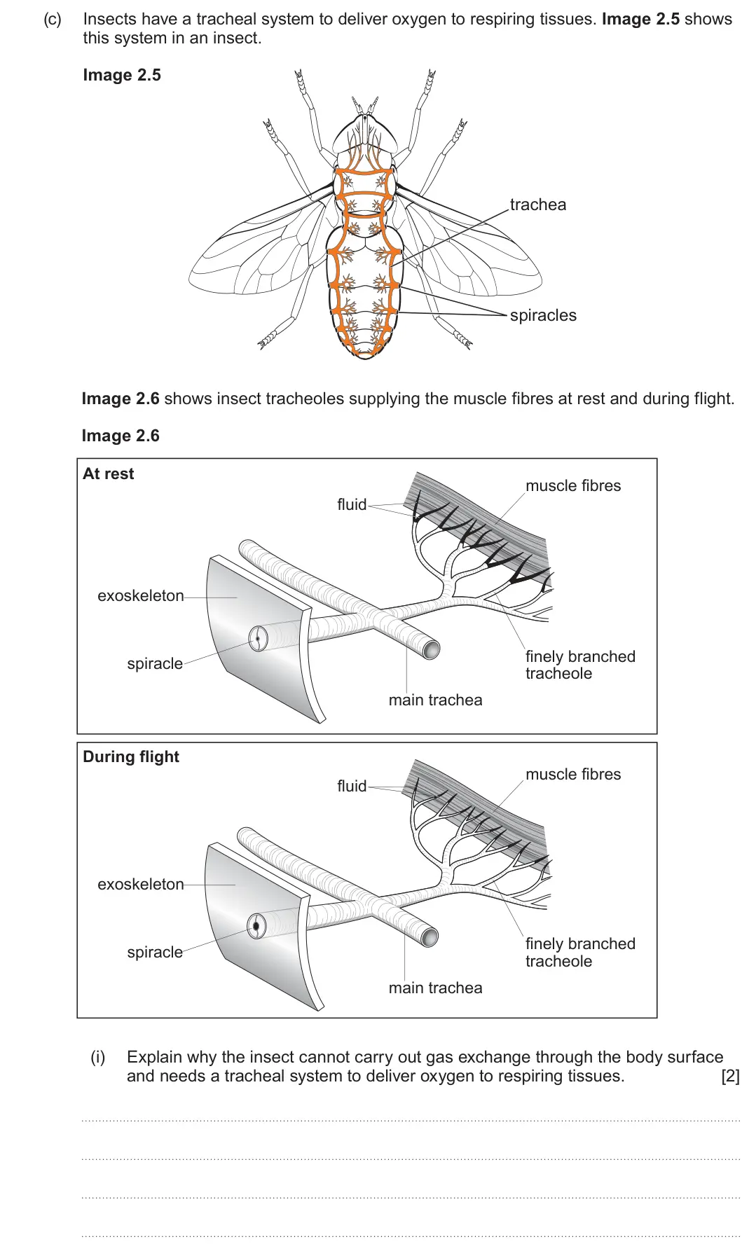 Summer 2025 AS Unit 2, question 2(c)(i): Explain why the insect cannot carry out gas exchange through the body surface and needs a tracheal system to deliver oxygen to respiring tissues. [2]