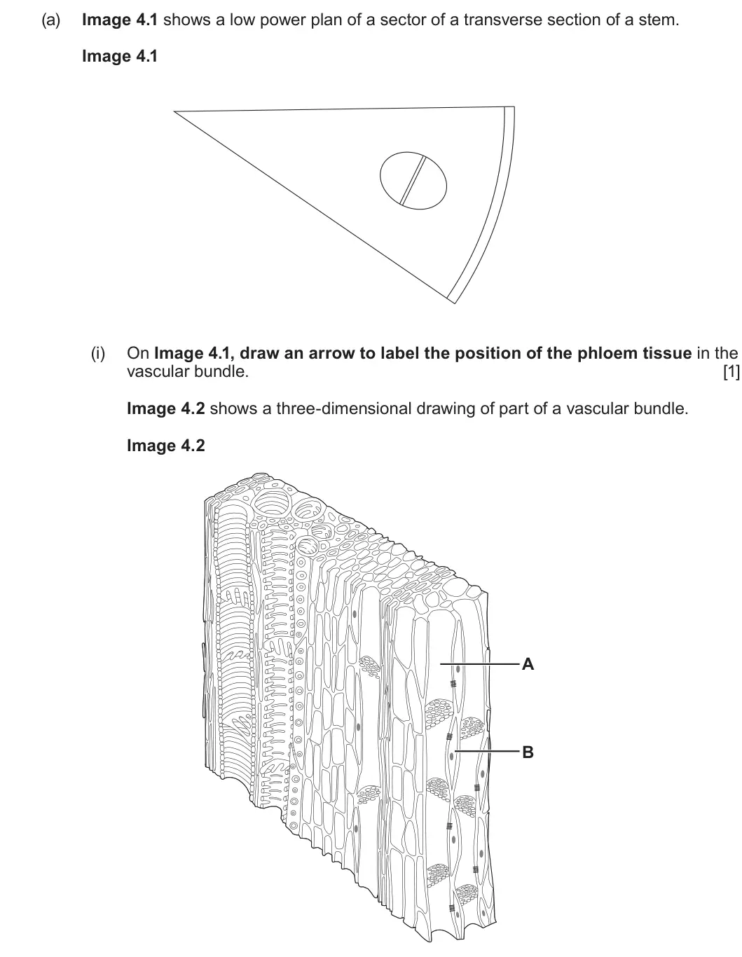 Summer 2025 AS Unit 2, question 4(a)(i): On Image 4.1, draw an arrow to label the position of the phloem tissue in the vascular bundle. [1] Image 4.2 shows a three-dimensional drawing of part of a vasc