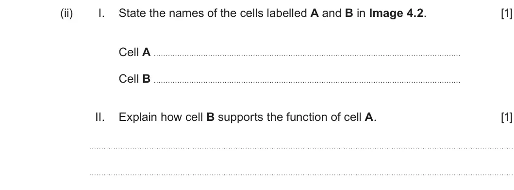 Summer 2025 AS Unit 2, question 4(a)(ii): I. State the names of the cells labelled A and B in Image 4.2. [1] Cell A . . . . . . . . . . . . . . . . . . . . . . . . . . . . . . . . . . . . . . . . . . . 