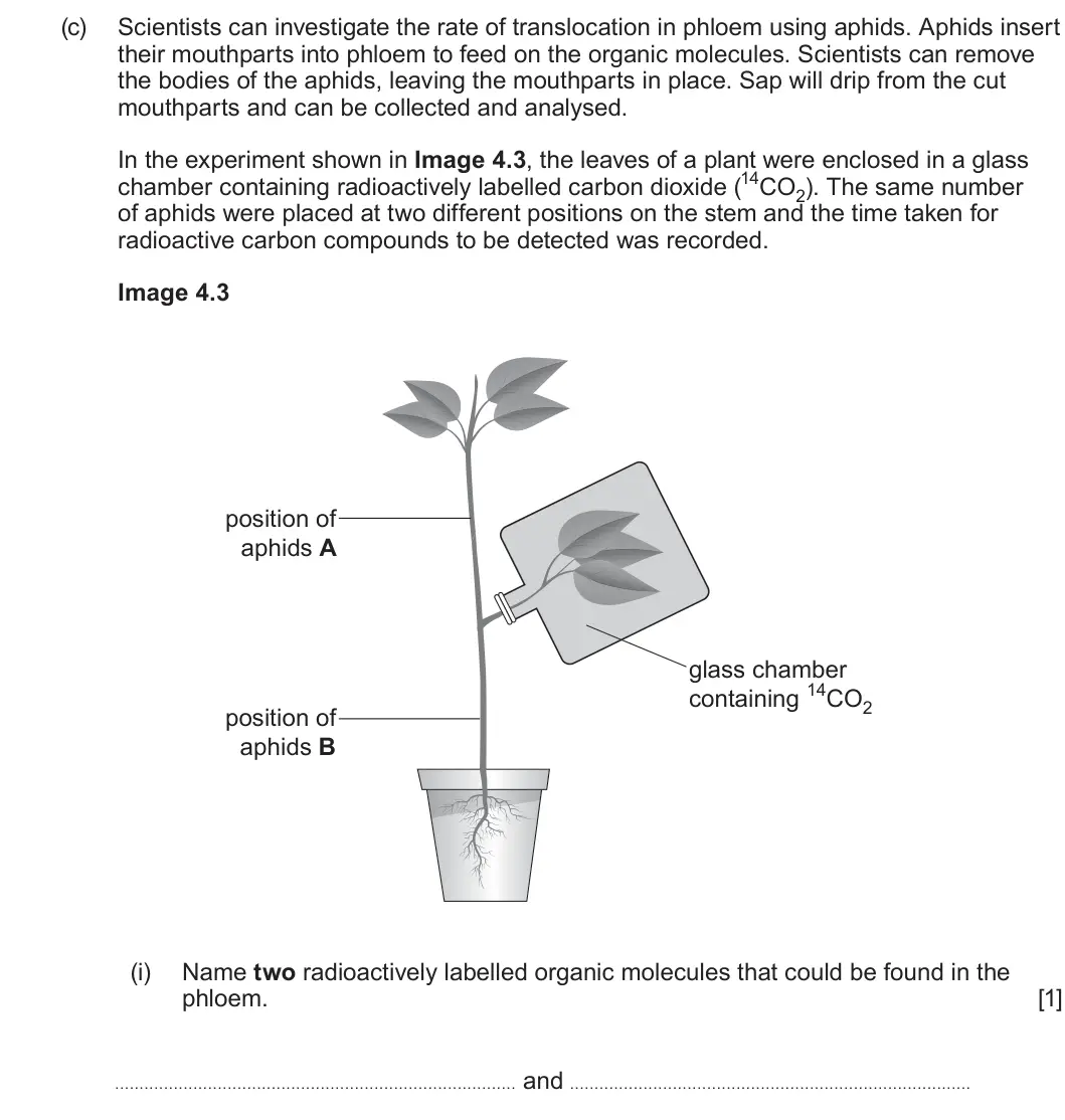 Summer 2025 AS Unit 2, question 4(c)(i): Name two radioactively labelled organic molecules that could be found in the phloem. [1] . . . . . . . . . . . . . . . . . . . . . . . . . . . . . . . . . . . .