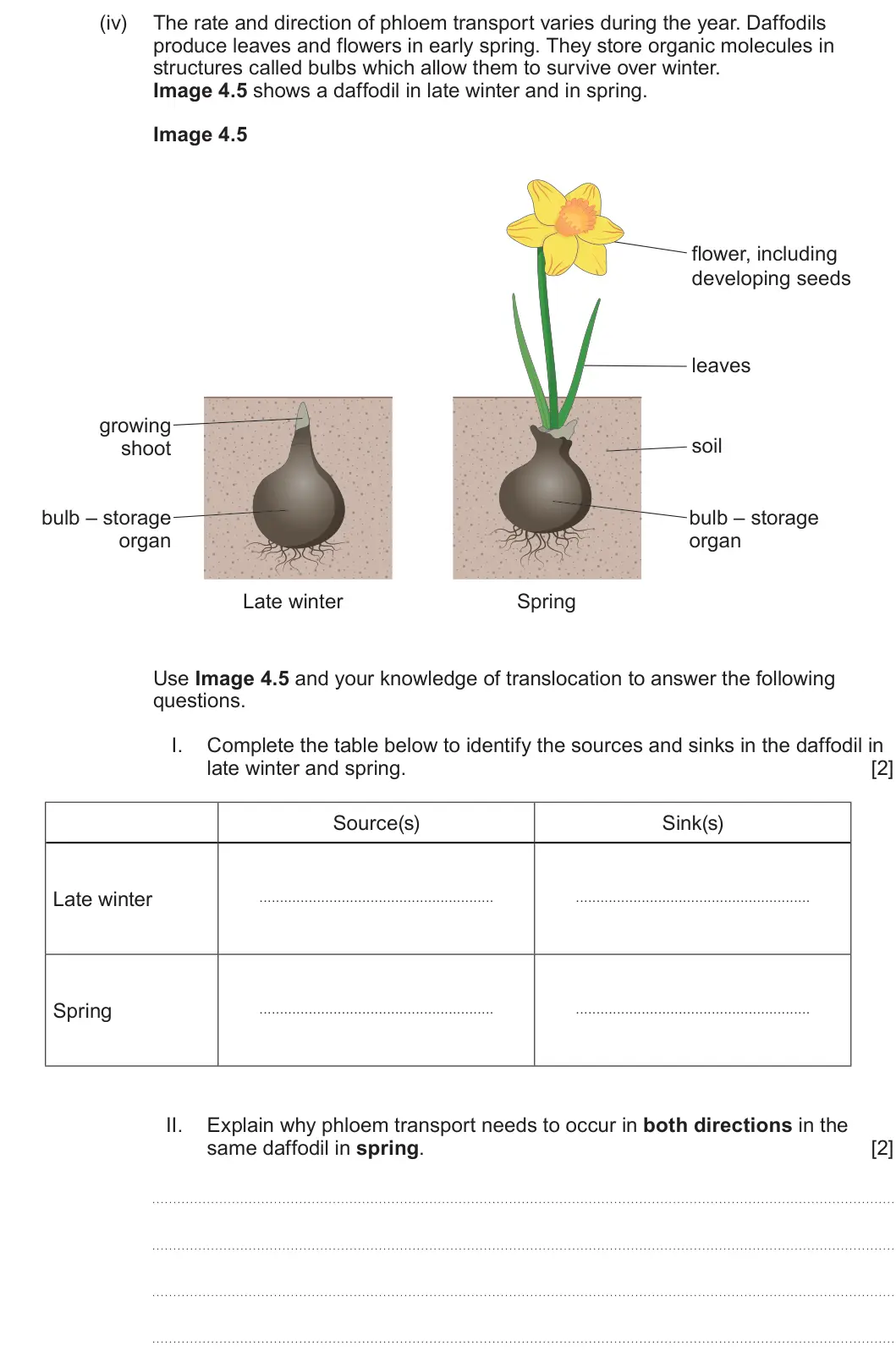 Summer 2025 AS Unit 2, question 4(c)(iv): The rate and direction of phloem transport varies during the year. Daffodils produce leaves and flowers in early spring. They store organic molecules in structu