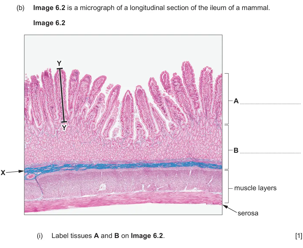 Summer 2025 AS Unit 2, question 6(b)(i): Label tissues A and B on Image 6.2. [1]