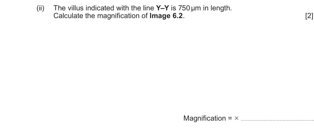 Summer 2025 AS Unit 2, question 6(b)(ii): The villus indicated with the line Y–Y is 750 µm in length. Calculate the magnification of Image 6.2. [2] Magnification = × . . . . . . . . . . . . . . . . . . 