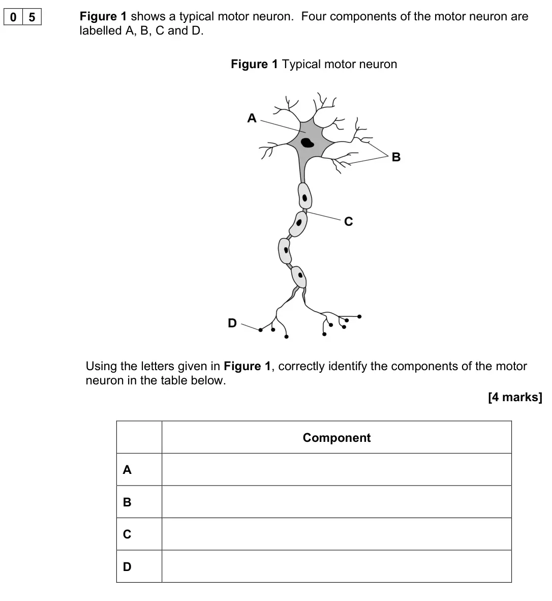 June 2024 AS Paper 2, question 05: Figure 1 shows a typical motor neuron. Four components of the motor neuron are labelled A, B, C and D. Figure 1 Typical motor neuron Using the letters given in