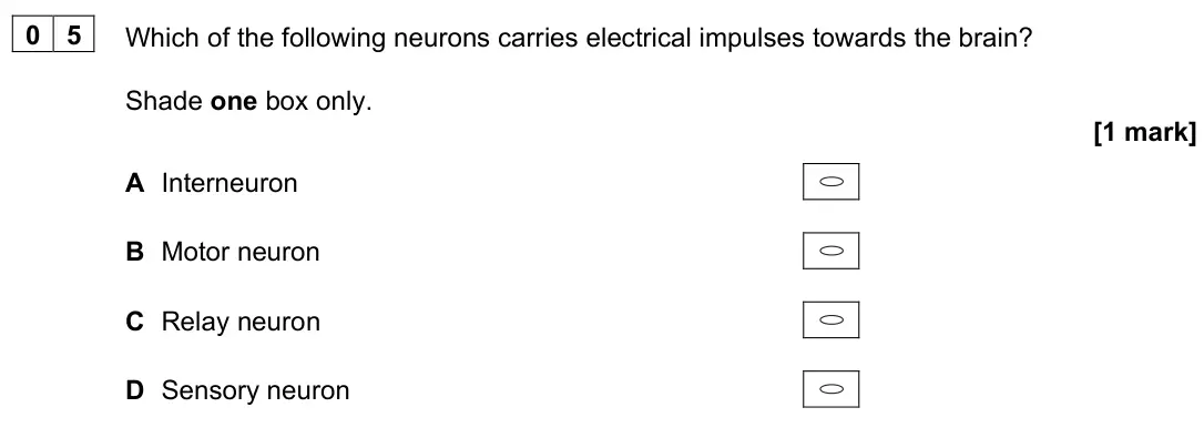 June 2022 Paper 2, question 05: Which of the following neurons carries electrical impulses towards the brain? Shade one box only. [1 mark] A Interneuron B Motor neuron C Relay neuron D Sensory