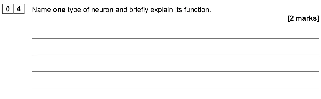 June 2025 Paper 2, question 04: Name one type of neuron and briefly explain its function. [2 marks]