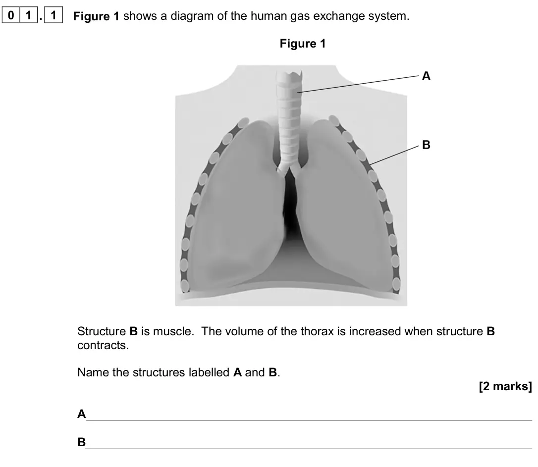June 2024 AS Paper 1, question 01.1: Figure 1 shows a diagram of the human gas exchange system. Figure 1 Structure B is muscle. The volume of the thorax is increased when structure B contracts. Nam