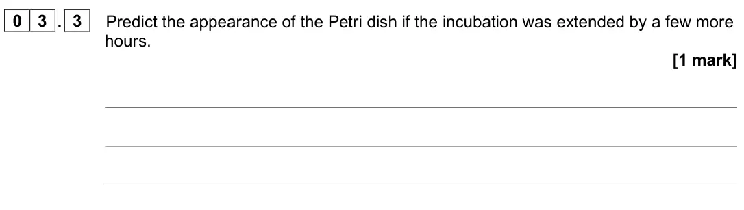 June 2024 AS Paper 1, question 03.3: Predict the appearance of the Petri dish if the incubation was extended by a few more hours. [1 mark]