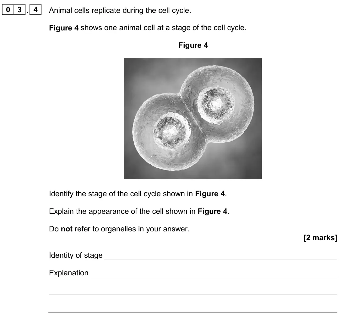 June 2024 AS Paper 1, question 03.4: Animal cells replicate during the cell cycle. Figure 4 shows one animal cell at a stage of the cell cycle. Figure 4 Identify the stage of the cell cycle shown i
