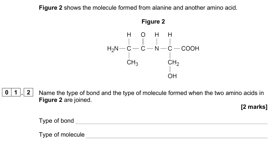 June 2025 AS Paper 1, question 01.2: Name the type of bond and the type of molecule formed when the two amino acids in Figure 2 are joined. [2 marks] Type of bond Type of molecule