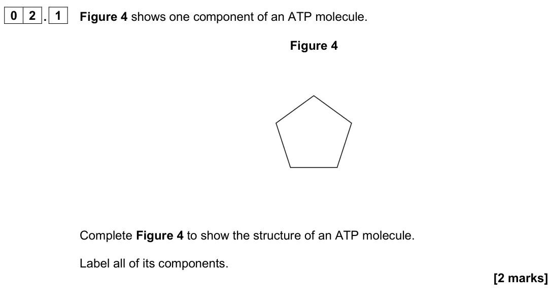 June 2025 AS Paper 1, question 02.1: Figure 4 shows one component of an ATP molecule. Figure 4 Complete Figure 4 to show the structure of an ATP molecule. Label all of its components. [2 marks]