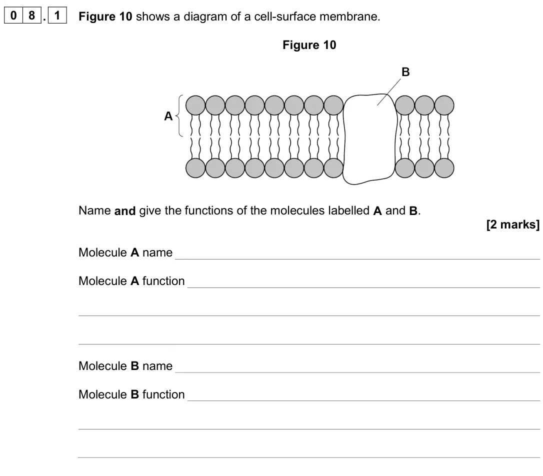June 2025 AS Paper 1, question 08.1: Figure 10 shows a diagram of a cell-surface membrane. Figure 10 Name and give the functions of the molecules labelled A and B. [2 marks] Molecule A name Molecul