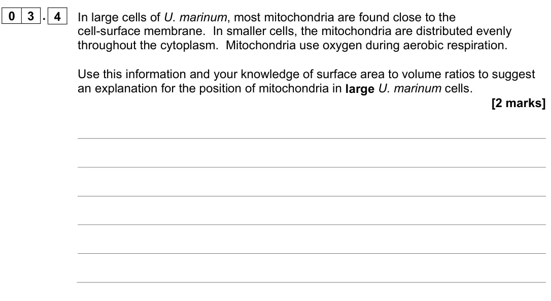 November 2021 AS Paper 1, question 03.4: In large cells of U. marinum, most mitochondria are found close to the cell-surface membrane. In smaller cells, the mitochondria are distributed evenly througho
