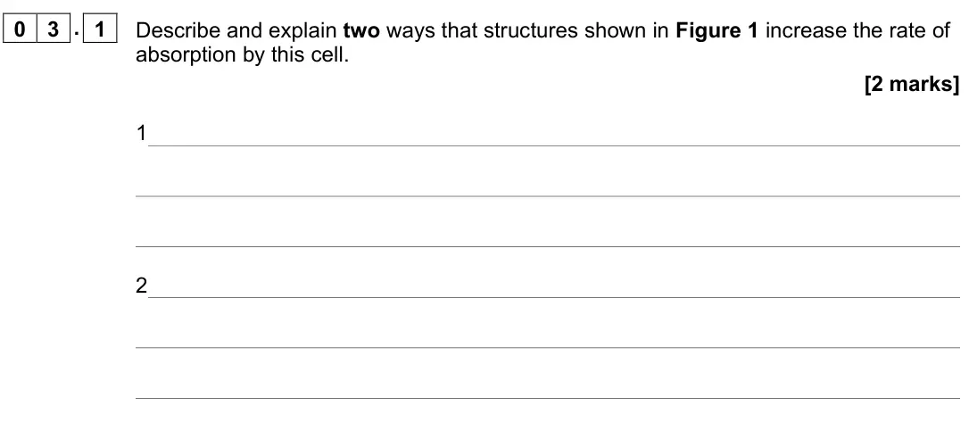 June 2022 AS Paper 2, question 03.1: Describe and explain two ways that structures shown in Figure 1 increase the rate of absorption by this cell. [2 marks] 1 2