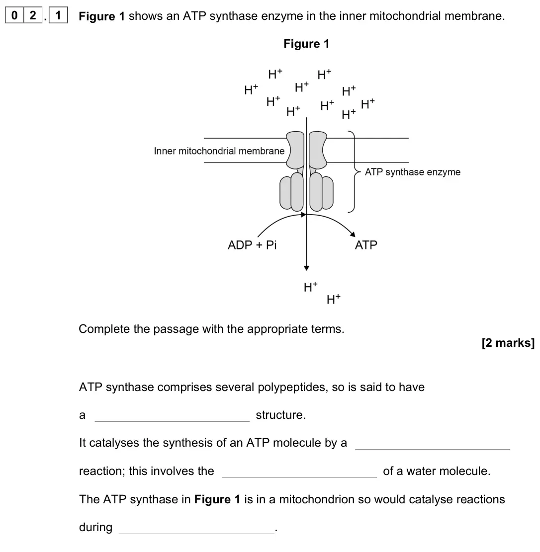 June 2023 AS Paper 2, question 02.1: Figure 1 shows an ATP synthase enzyme in the inner mitochondrial membrane. Figure 1 Complete the passage with the appropriate terms. [2 marks] ATP synthase comp