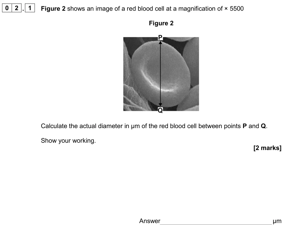 June 2024 AS Paper 2, question 02.1: Figure 2 shows an image of a red blood cell at a magnification of × 5500 Figure 2 Calculate the actual diameter in μm of the red blood cell between points P and