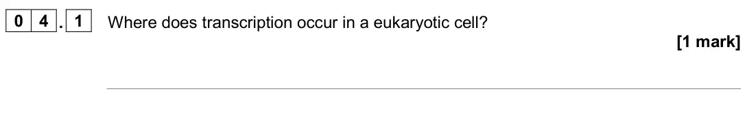 June 2024 AS Paper 2, question 04.1: Where does transcription occur in a eukaryotic cell? [1 mark]