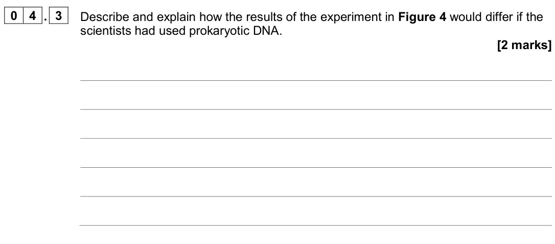 June 2024 AS Paper 2, question 04.3: Describe and explain how the results of the experiment in Figure 4 would differ if the scientists had used prokaryotic DNA. [2 marks]
