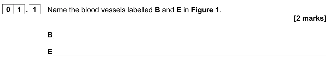 June 2025 AS Paper 2, question 01.1: Name the blood vessels labelled B and E in Figure 1. [2 marks] B E
