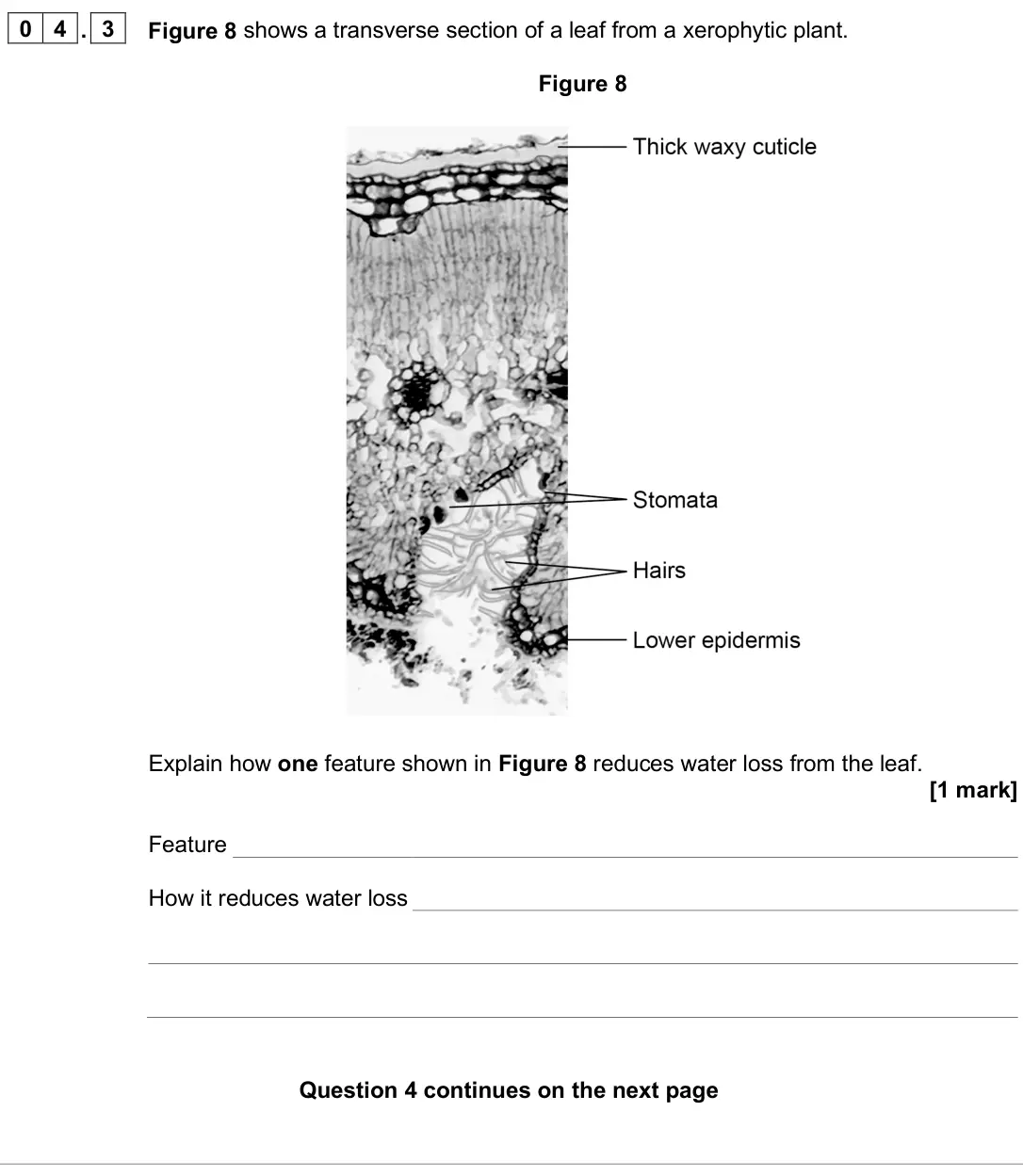 June 2025 AS Paper 2, question 04.3: Figure 8 shows a transverse section of a leaf from a xerophytic plant. Figure 8 Explain how one feature shown in Figure 8 reduces water loss from the leaf. [1 m