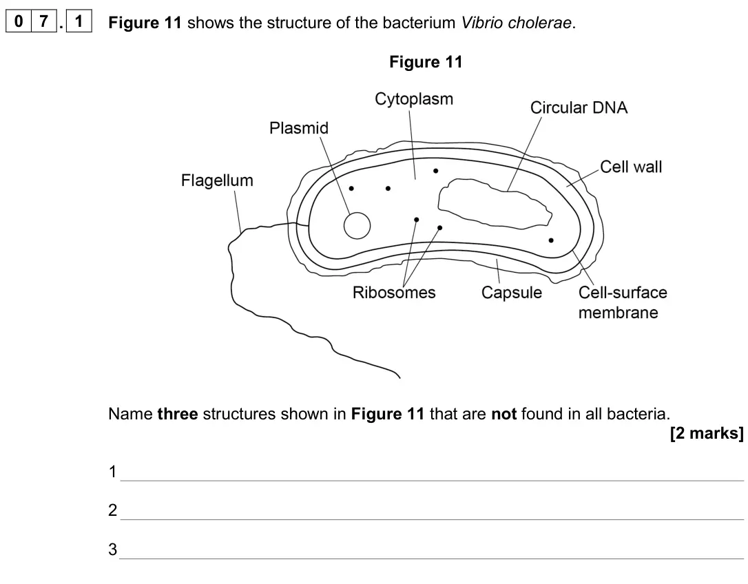 June 2025 AS Paper 2, question 07.1: Figure 11 shows the structure of the bacterium Vibrio cholerae. Figure 11 Name three structures shown in Figure 11 that are not found in all bacteria. [2 marks]