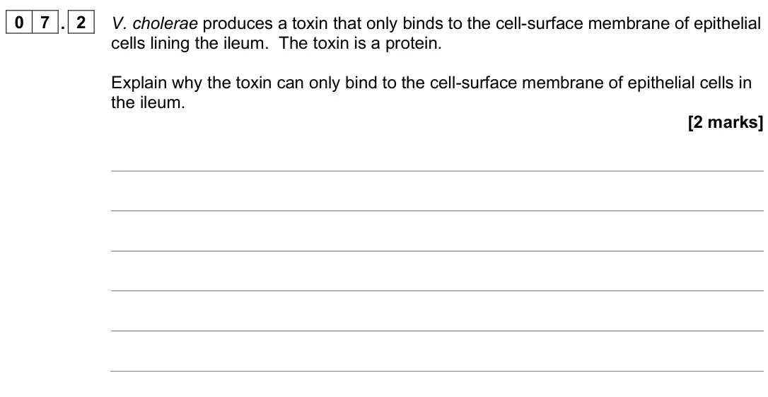 June 2025 AS Paper 2, question 07.2: V. cholerae produces a toxin that only binds to the cell-surface membrane of epithelial cells lining the ileum. The toxin is a protein. Explain why the toxin ca
