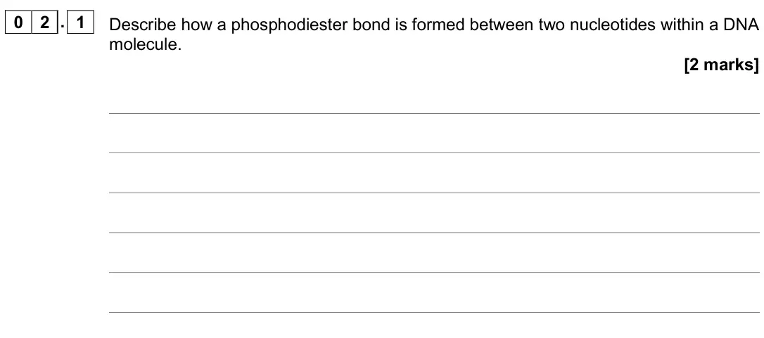 November 2020 AS Paper 2, question 02.1: Describe how a phosphodiester bond is formed between two nucleotides within a DNA molecule. [2 marks]