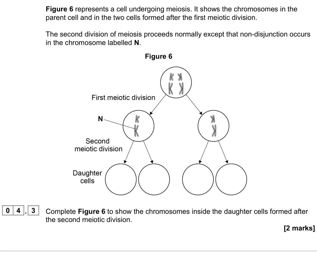 June 2022 Paper 1, question 04.3: Complete Figure 6 to show the chromosomes inside the daughter cells formed after the second meiotic division. [2 marks]