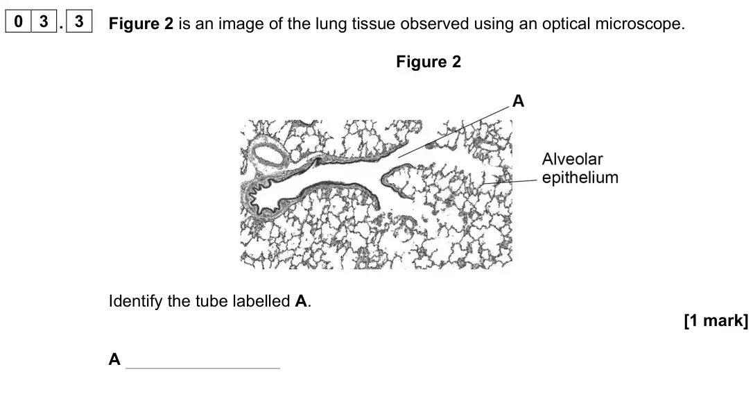 June 2024 Paper 1, question 03.3: Figure 2 is an image of the lung tissue observed using an optical microscope. Figure 2 Identify the tube labelled A. [1 mark] A