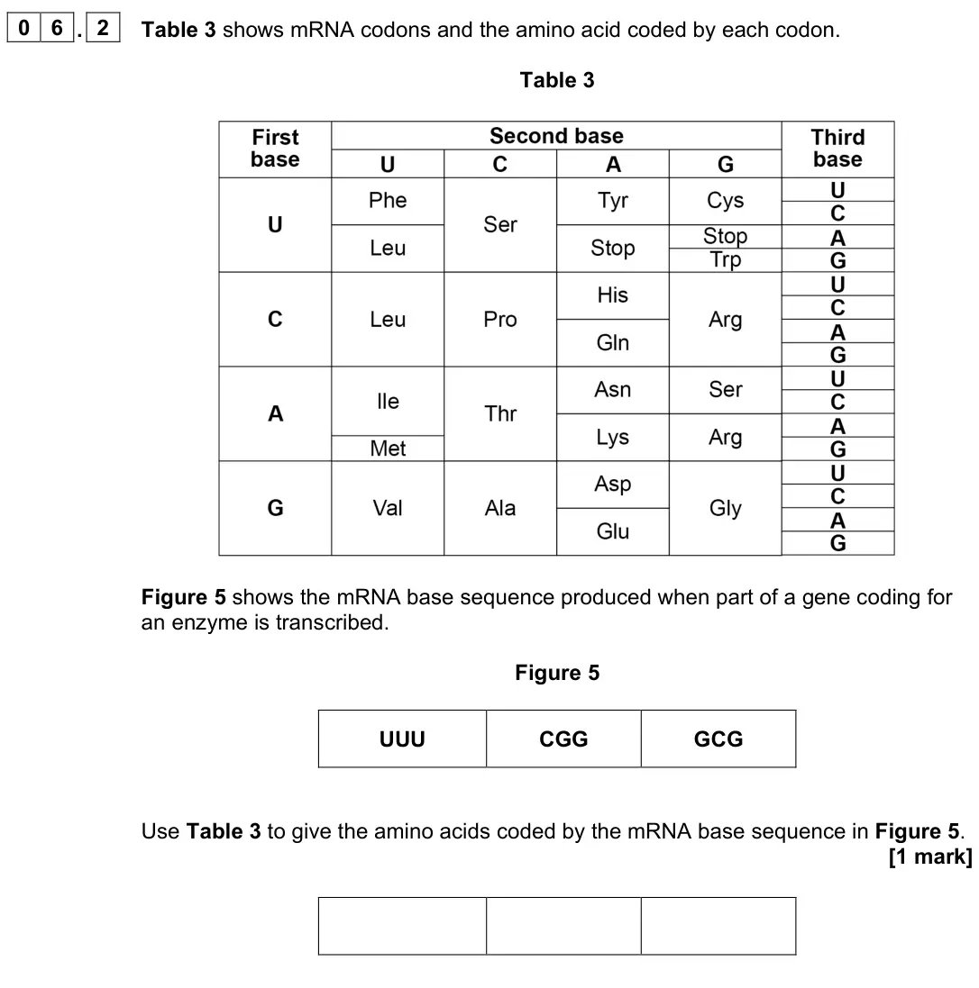 June 2024 Paper 1, question 06.2: Table 3 shows mRNA codons and the amino acid coded by each codon. Table 3 Figure 5 shows the mRNA base sequence produced when part of a gene coding for an enzym
