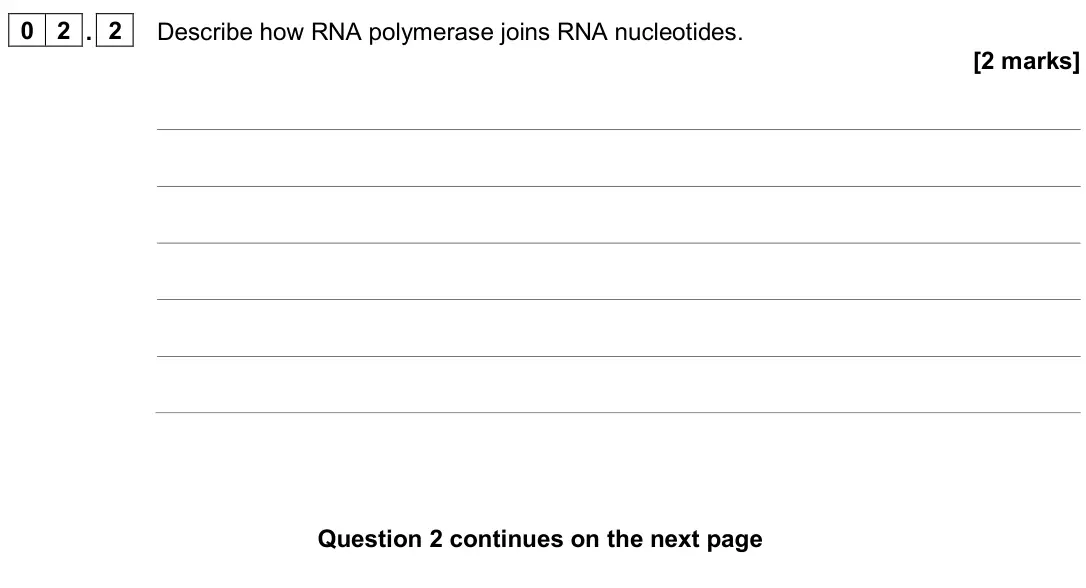June 2025 Paper 1, question 02.2: Describe how RNA polymerase joins RNA nucleotides. [2 marks]