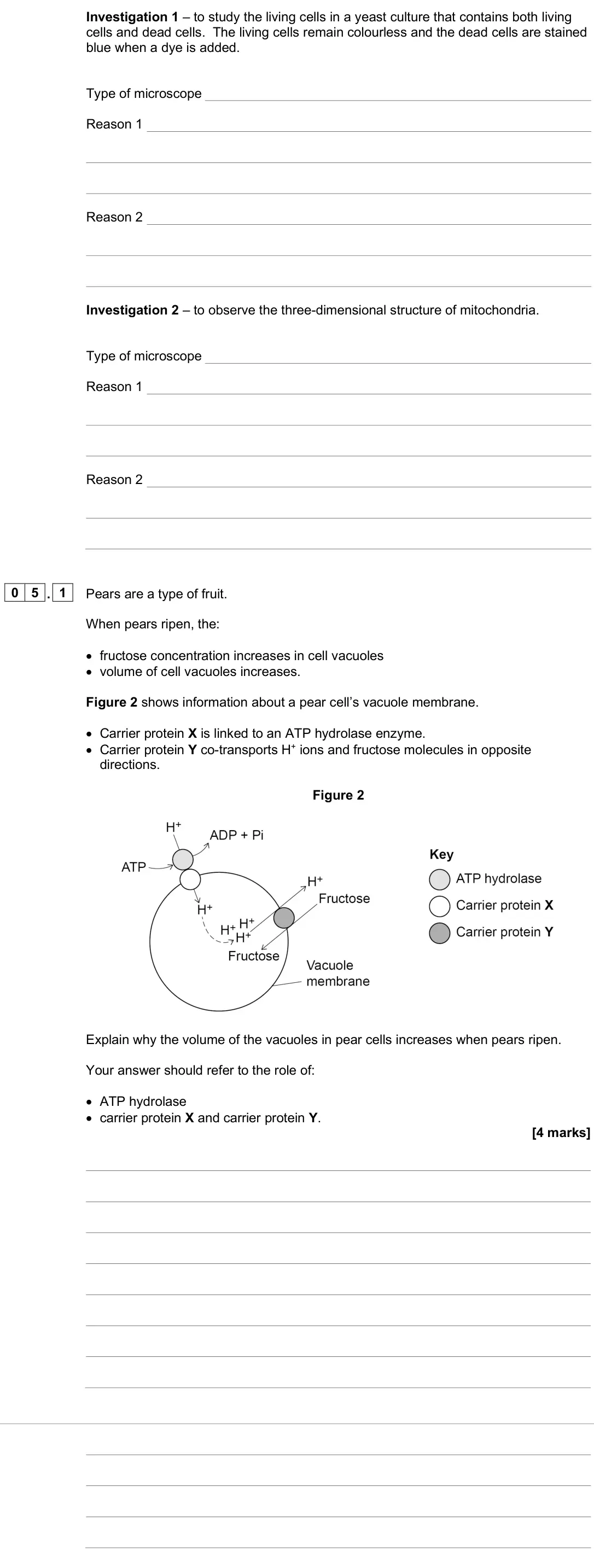 June 2025 Paper 1, question 05.1: Pears are a type of fruit. When pears ripen, the: • fructose concentration increases in cell vacuoles • volume of cell vacuoles increases. Figure 2 shows inform
