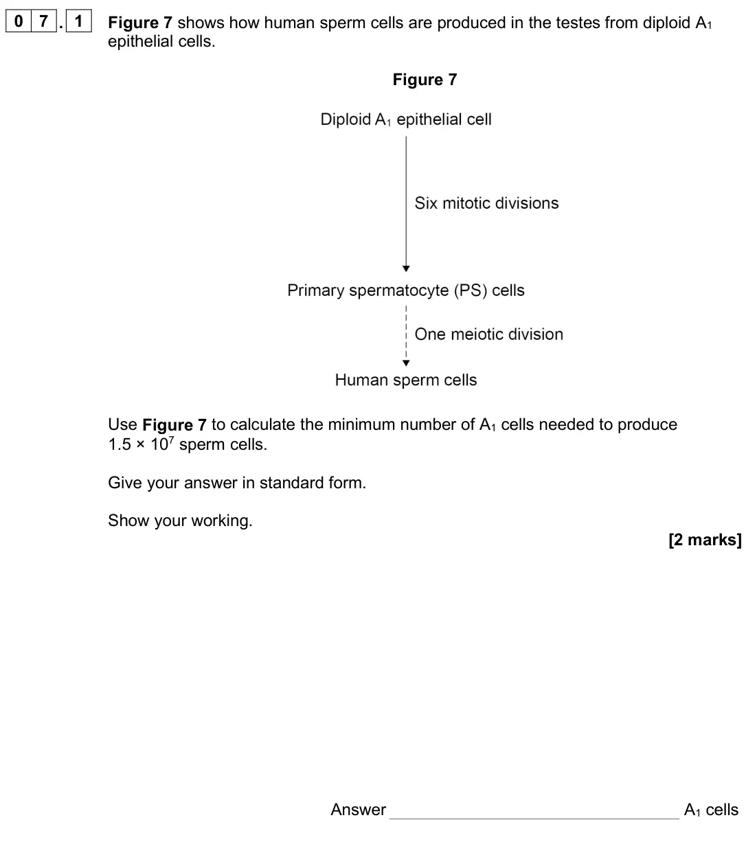 June 2025 Paper 1, question 07.1: Figure 7 shows how human sperm cells are produced in the testes from diploid A1 epithelial cells. Figure 7 Use Figure 7 to calculate the minimum number of A1 ce