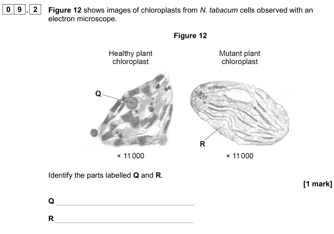 June 2025 Paper 1, question 09.2: Figure 12 shows images of chloroplasts from N. tabacum cells observed with an electron microscope. Figure 12 Identify the parts labelled Q and R. [1 mark] Q R
