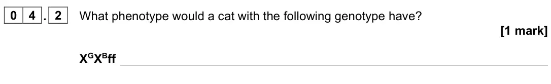 June 2023 Paper 2, question 04.2: What phenotype would a cat with the following genotype have? [1 mark] XGXBff